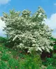 Crataegus monogyna, Eingriffeliger Weißdorn, 60–100 cm Produktbild-Vorschau 4