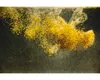 Aquariumfischfutter StreamBiz Salmler Natur Granulat 40 g Produktbild-Vorschau 2