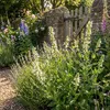 Bloomique - Zestaw 6 sztuk - Salvia Sensation White - Podgląd zdjęcia produktu 4