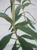 Kugel-Sommerflieder Globosa - Buddleja globosa Produktbild-Vorschau 3
