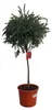 Callistemon « Masotti Mini Red » env. 120 cm – Callistemon Voir les images du produit 4