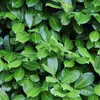 Green boutiQ - Haagplanten - Prunus laurocerasus Novita - Voir les images du produit 4