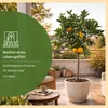 Meine Orangerie Orangenbaum Grande - echte Orange - Produktbild-Vorschau 2