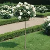 Rose ‘Kristall’ - Hochstamm | weiße Duftrose für Garten & Produktbild-Vorschau 2