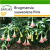 SAFLAX - Anjelská trúba / ružová - Brugmansia suaveolens Náhľad obrázku produktu 5