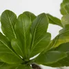 Hawajska palma - 2 szt - Brighamia 'Insignis' - Wysokość Podgląd zdjęcia produktu 3