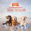 Nylabone Power Chew: Huesos duros para masticar, sabor a Vista previa de la imagen del producto 8