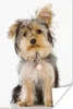 MuchoWow® Poster Porträt eines Yorkshire-Terriers 80x120 cm Produktbild-Vorschau 2