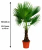 Chinese Hanfpalm (Trachycarpus fortunei): 160–220 cm, XXL Productafbeelding-voorbeeld 7