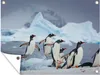 Gartenposter - 120x80 cm - Pinguine springen aus dem Wasser Produktbild-Vorschau 2