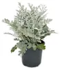 Senecio maritima Silberblatt Dekorative Pflanze mit Produktbild-Vorschau 2