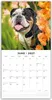 Bulldogs - Bulldoggen 2027 - 16-Monatskalender Produktbild-Vorschau 3