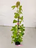 Lot de 4 érables trilobés (Acer buergerianum) – hauteur Voir les images du produit 3
