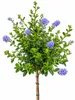 Ceanothus Impressus Säckelblume " Victoria " Hochstamm Produktbild-Vorschau 2