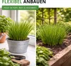 Schnittlauch Medium Leaf Samen - Allium schoenoprasum - Produktbild-Vorschau 5