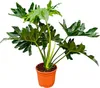 Stromový přítel Philodendron Selloum – 60 cm – Ø22 cm – Náhled obrázku produktu 1