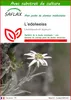 SAFLAX  - L’edelweiss - 500 graines - Avec substrat - Voir les images du produit 1