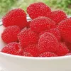 Malinotruskawka (Malina ponętna) 1L Podgląd zdjęcia produktu 3
