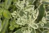 Sedum telephium, Fetthenne, ca. 9x9 cm Topf, sukkulent Produktbild-Vorschau 11