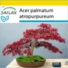 SAFLAX Kultivační sada - Červený vějířový javor - Acer Náhled obrázku produktu 6
