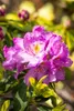Rhododendron Hybride Goldflimmer 40-50 cm, im Topf, Produktbild-Vorschau 10