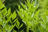 SAFLAX - Garden in the bag - Bio - Lubczyk - 100 Nasiona - Podgląd zdjęcia produktu 6