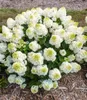 A close-up shot of a blooming white hydrangea bush with green centers, planted in mulch. Produktbild-Vorschau