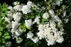 Spiraea nipponica 'Snowmound', Japanische Spiere, weiß, Produktbild-Vorschau 7