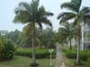 SAFLAX - Kubańska Palma Królewska - 8 Nasiona - Roystonia Podgląd zdjęcia produktu 5