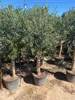 Sunny Tree - Wysokie drzewo oliwne 170 cm wysokości - Olea Podgląd zdjęcia produktu 8