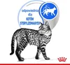 ROYAL CANIN Indoor Sterilised W Galaretce 12x85g Podgląd zdjęcia produktu 7