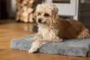 TrendPet VitaMedog orthopädische 5 cm Matratze grau Produktbild-Vorschau 2