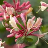 2er-Set - Lonicera Heckrottii Goldflame - Geißblatt - Rot, Produktbild-Vorschau 3
