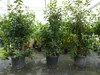 Erdbeerbaum | 170 - 190 cm | Arbutus unedo | veredelt |  | Produktbild-Vorschau 3