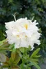 Rhododendron luteum 'Schneegold', gelb, 40–50 cm Produktbild-Vorschau 4