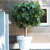 A potted fig tree is placed in front of a wooden wall with a window. Produktbild-Vorschau