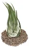 Tillandsia seleriana - voľne rastúca rastlina - extra veľká Náhľad obrázku produktu 2