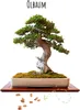 Exotische Bonsai Samen mit hoher Keimrate - Pflanzen Samen Produktbild-Vorschau 1