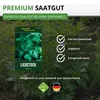 Liebstock Maggikraut Samen - Levisticum officinale - Produktbild-Vorschau 8