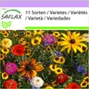 SAFLAX - dětská zábava - Mix - 1000 Semena Náhled obrázku produktu 4