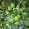 Mirabella-  Can erik  -Veredelt -Prunus cerasifera - 80-100 Produktbild-Vorschau 1