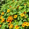 Schwarzäugige Susanne (Thunbergia alata) - Wunderschöne Produktbild-Vorschau 4