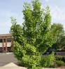 Ginkgo biloba 50-60 cm, kont. 2,5 l Produktbild-Vorschau 5