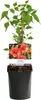 Trubač Campsis radicans Madame Galen – oranžové květy – 2 Náhled obrázku produktu 3