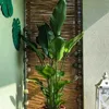 Exotické semená - Strelitzia Nicolai - balenie 10 ks - Náhľad obrázku produktu 7