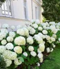 BALDUR Garten 10x Schneeball-Hortensie Annabelle; Pflanzen Produktbild-Vorschau 2