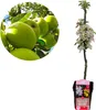 Malus domestica Ballerina 'Bolero' Apfelbaum, Säulenapfel, Produktbild-Vorschau 1
