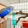2 Stück Natur Sitzstangen Set für Vögel, Wildes Traubenholz Produktbild-Vorschau 6