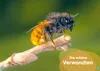 WAS IST WAS Erstes Lesen. Bienen Produktbild-Vorschau 4
