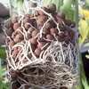 A close-up view of orchid roots growing through a pot filled with brown clay pebbles. Produktbild-Vorschau